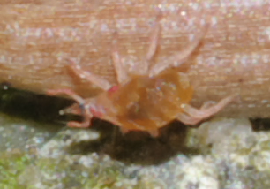 Bdellidae